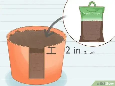 Image titled Plant Elephant Ear Bulbs in a Pot Step 5