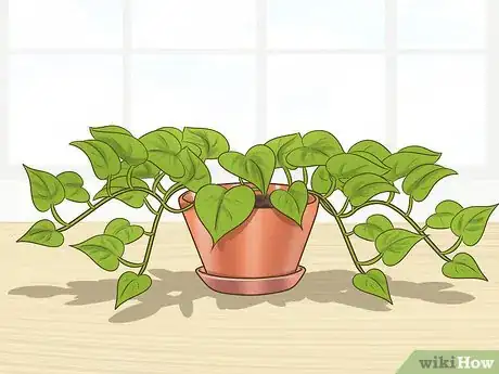 Image titled Clone Pothos Step 9