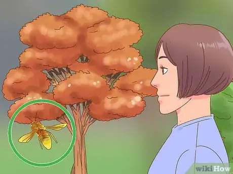 Image titled Get Rid of Oak Mites Step 1