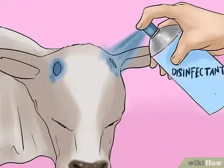 Image titled Dehorn a Cow Step 25