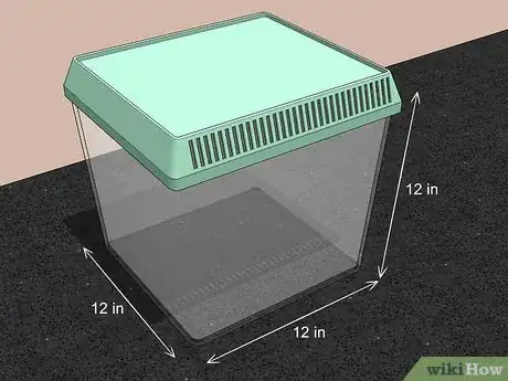 Image titled Take Care of a Katydid Insect Step 1