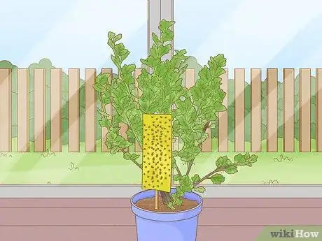Image titled Get Rid of Fruit Flies in Plants Step 6