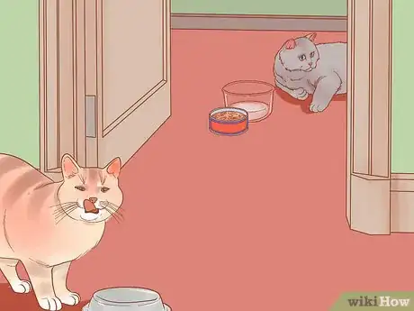 Image titled Put Your Cat on a Diet Step 9