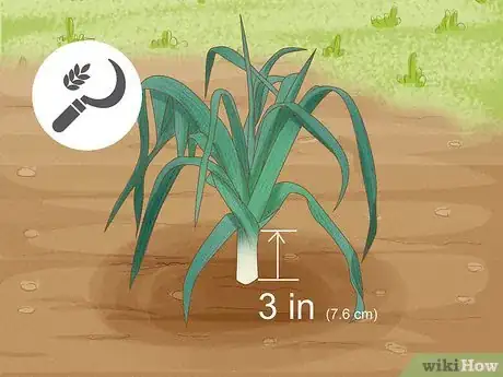 Image titled Harvest Leeks Step 2