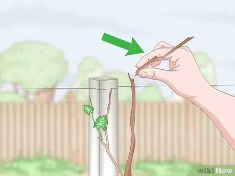 Image titled Train Grape Vines Step 2