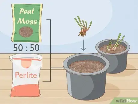 Image titled Propagate Pitcher Plants Step 13