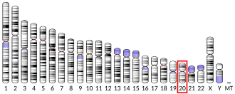Chromosome 20 (human)