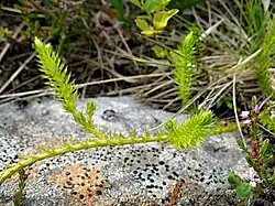 Plavuň in the vegetation on the western shore of Lake Ågvatnet