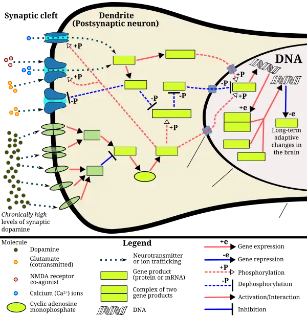 The signaling cascade involved in psychostimulant addiction