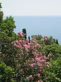 The coast and a large oleander shrub in Massandra