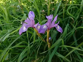 Wild Iris Spuria in Behbahan