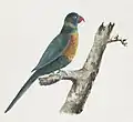 Green Parrot, watercolor painting by Adrien Taunay the Younger, c. 1819, National Library of Australia