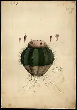 Cactaceae melocactus