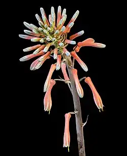 Aloe maculata inflorescence showing speckled or marked flowers on a multi-branched stalk