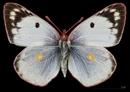 Colias hyale ♀