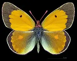 Colias myrmidone, male