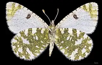 Euchloe tagis bellezina ♂ △