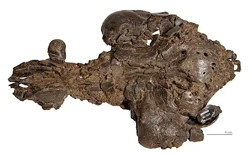 Eurolistriodon tenarezensis - Skull upper face Holotype MHNT