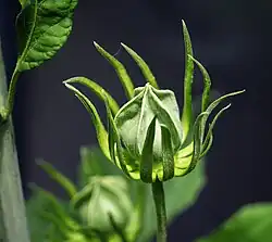 Immature Flower bud