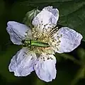 Female of Oedemera nobilis on a Rubus ulmifolius