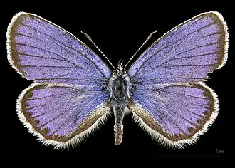 Plebejus a. argyrognomon ♂