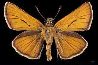 Thymelicus sylvestris ♂