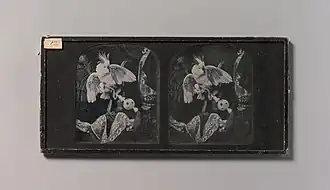 Still-life with Cockatoo, Ornamental Ball, Lace, Peacock Feathers