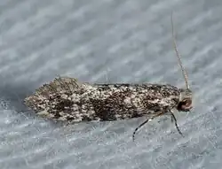 Nemapogon interstitiella