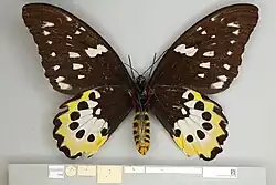 Ornithoptera chimaera, Holotype female ventral view