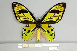 Ornithoptera tithonus tithonus, male ventral view