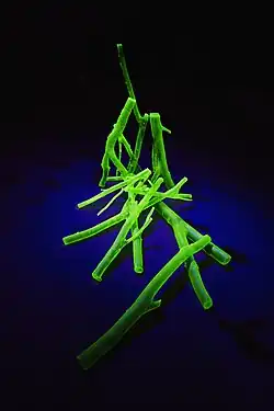 Studio SIN, Rony Plesl, Fire Walk With Me (2018)