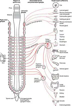 Innvervations of the sympathetic nervous system