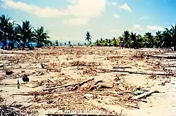 Large amounts of dead, dry branches are seen on a dry, sandy surface. There are green palm trees everywhere in the background.