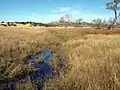 Cloverdale Ciénega in the Bootheel area of southwest New Mexico. This illustrates what an undamaged ciénaga looks like under normal conditions: marsh-like, broad, shallow, slow-migrating water through thick vegetation. (2008)