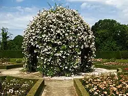 Coloma rose garden, Belgium