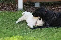 Image 16A labradoodle puppy and a Golden Retriever puppy playing together (from Puppy)