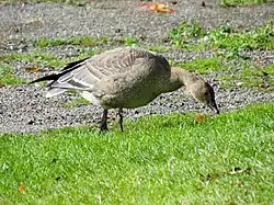 2018-10-06_Anser_brachyrhynchus,_Killingworth_Lake,_Northumberland_1