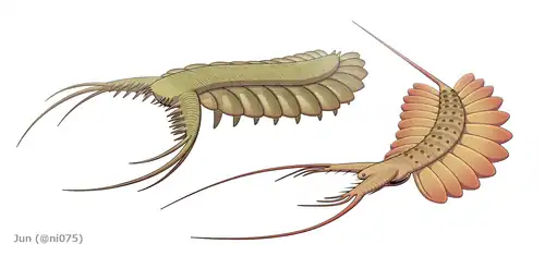 The 'gilled lobopodians' Pambdelurion (left) and Kerygmachela (right)