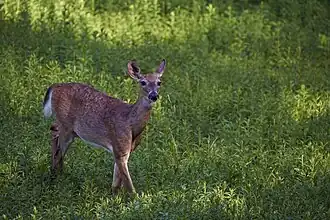 White-tailed Deer