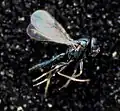 Sympiesis sericeicornis – a parasitoid