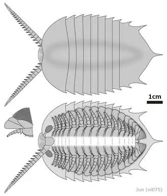 Diagrammatic reconstruction of Kuamaia lata