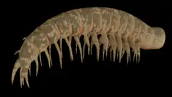 3D reconstruction of Shucaris ankylosskelos frontal appendages