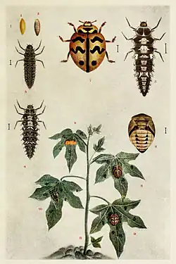 The Six-spotted zigzag ladybird, C. sexmaculata, of Asia and Australasia