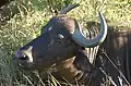 Cape Buffalo