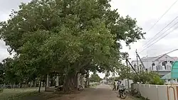 A 300-year-old Holy Fig tree Pothumarru village