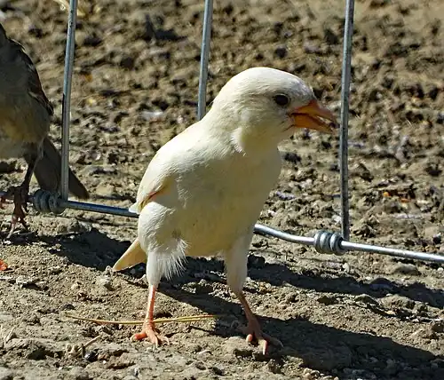 A leucistic house sparrow (Passer domesticus) in Kaycee, Wyoming, USA