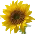 A sunflower.