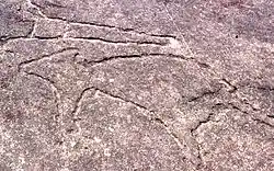 Rock carving in Terrey Hills, featuring kangaroos