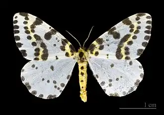 Mounted specimen