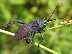 Acanthocephala terminalis